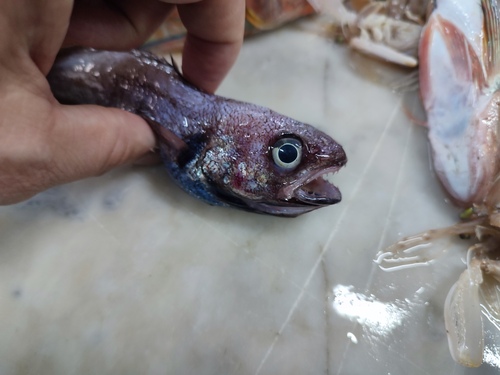 Representative image of Gadella maraldi