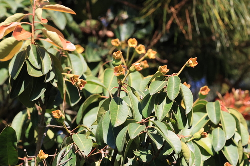 Anneslea fragrans