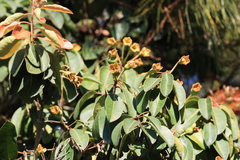 Anneslea fragrans