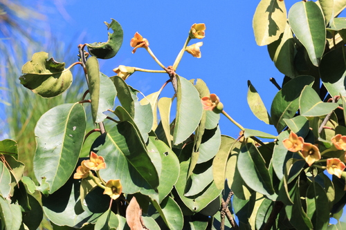 Anneslea fragrans, photograph 2