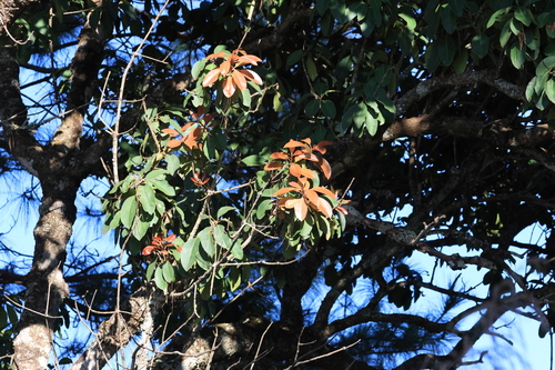 Anneslea fragrans, photograph 1