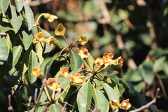 Anneslea fragrans, photograph (c) 呂一起(Lyu yi-chi), some rights reserved (CC BY)