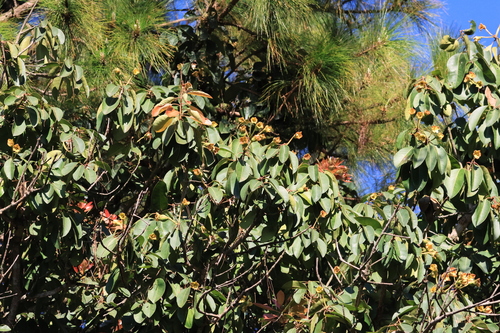 Anneslea fragrans, photograph 4