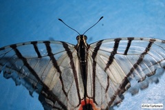 Protographium epidaus tepicus