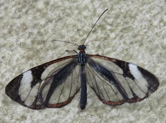 Ithomia patilla