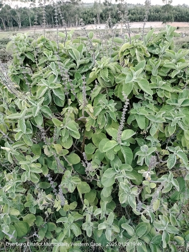 Coleus barbatus