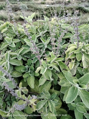 Coleus barbatus