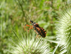 Rhynocoris