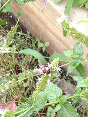 Bombus impatiens