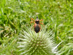 Rhynocoris