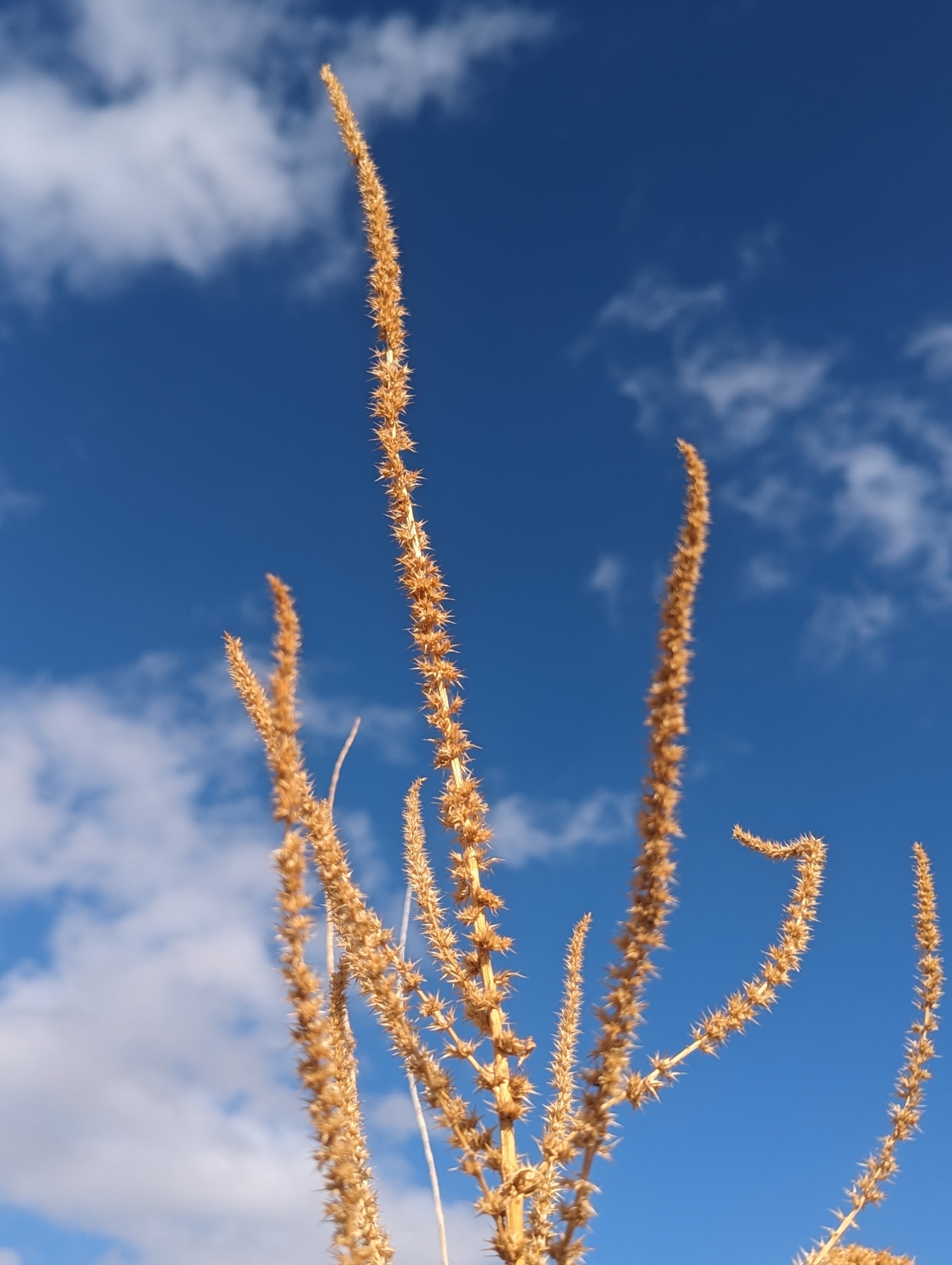 Imagem de Caruru-de-mancha