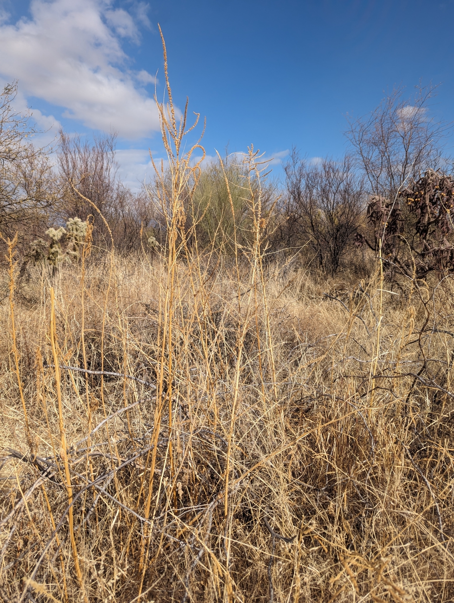 Imagem de Caruru-de-mancha