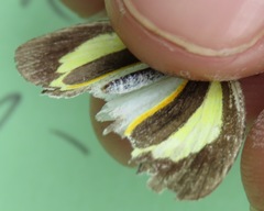 Eurema daira eugenia