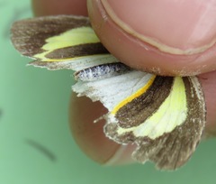 Eurema daira eugenia