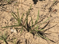 Phemeranthus rugospermus