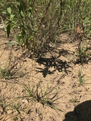 Phemeranthus rugospermus