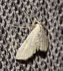 Elophila icciusalis