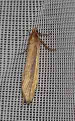 Donacaula albicostellus