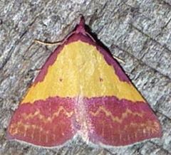 Phytometra rhodarialis