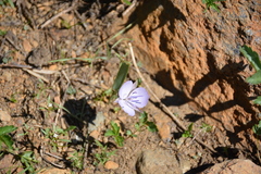 Calochortus nudus