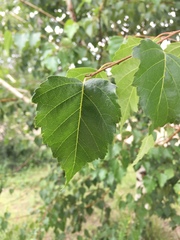 Betula pendula