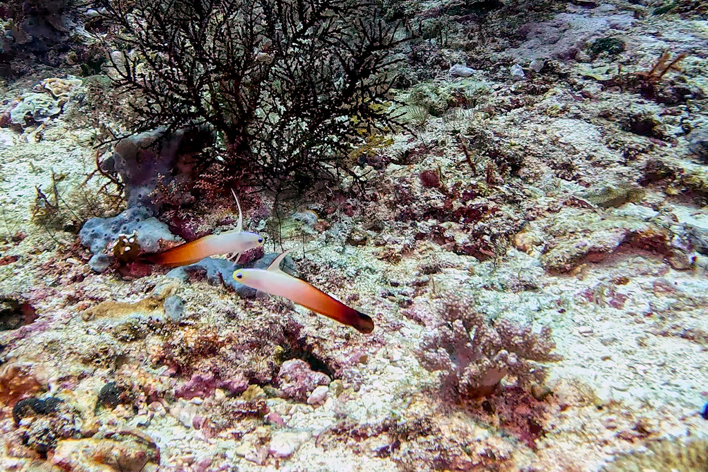 Fire Dartfish (Nemateleotris magnifica) — recorded at Gaja Rock