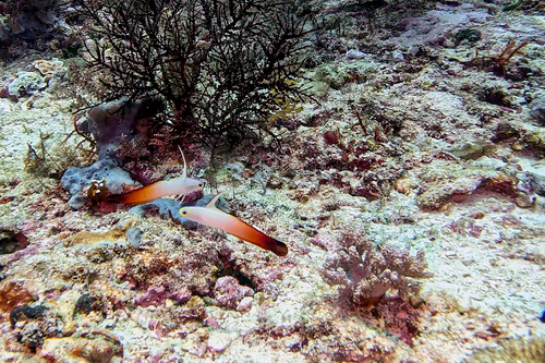 Fire Dartfish (Nemateleotris magnifica)