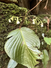 Streptocarpus micranthus
