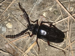 Prionus californicus
