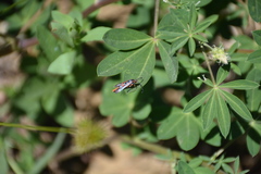 Synanthedon polygoni