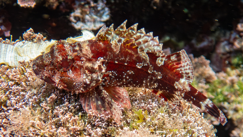 Madeira rockfish (Scorpaena maderensis) — Scorpaenidae — 4