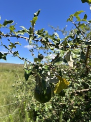 Solanum aculeastrum, photograph (c) katuchka, some rights reserved (CC BY)