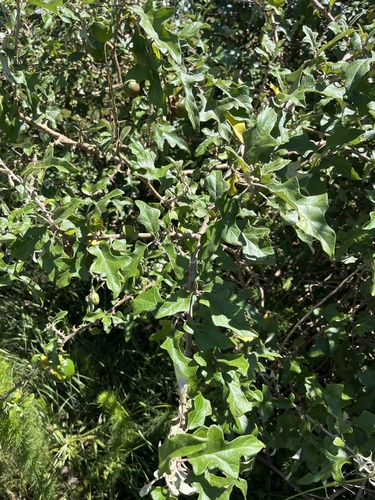 Solanum aculeastrum, photograph 5