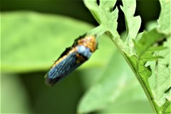 Oncometopia nigricans