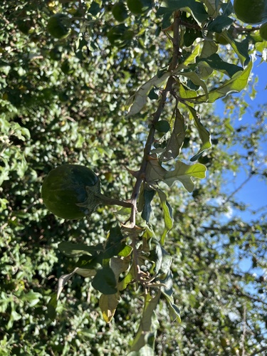 Solanum aculeastrum, photograph 6
