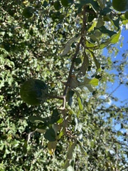 Solanum aculeastrum, photograph (c) katuchka, some rights reserved (CC BY)