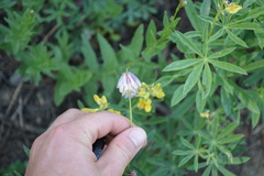 Trifolium productum