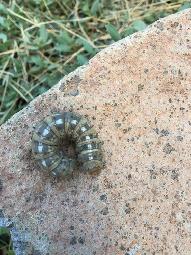 iNaturalist observation photo of Pandora Pinemoth