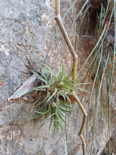 Foto de Cabelo de louco