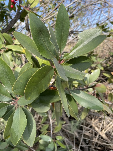 iNaturalist observation photo of Toyon