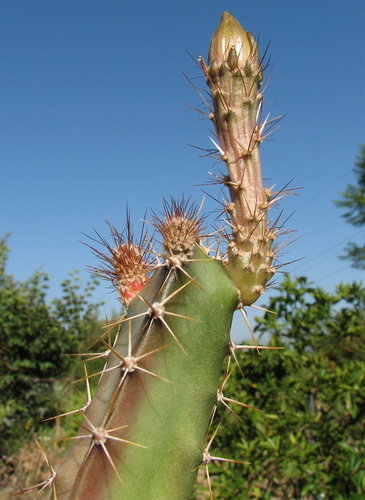 Acanthocereus cuixmalensis