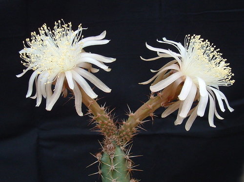 Acanthocereus cuixmalensis