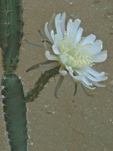 Acanthocereus cuixmalensis