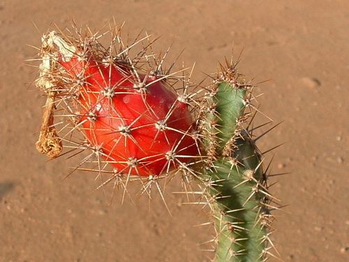 Acanthocereus cuixmalensis