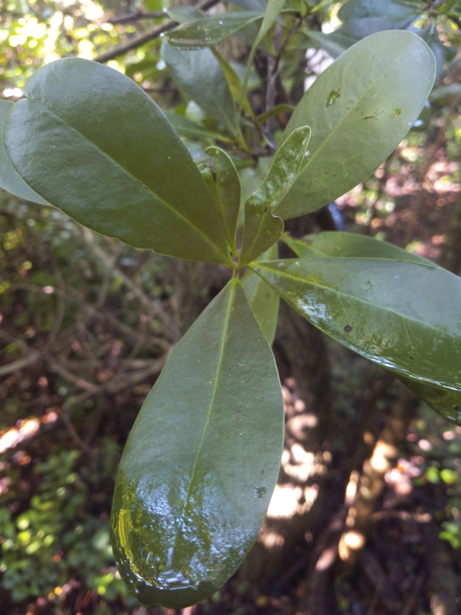 Imagem de Canela-branca
