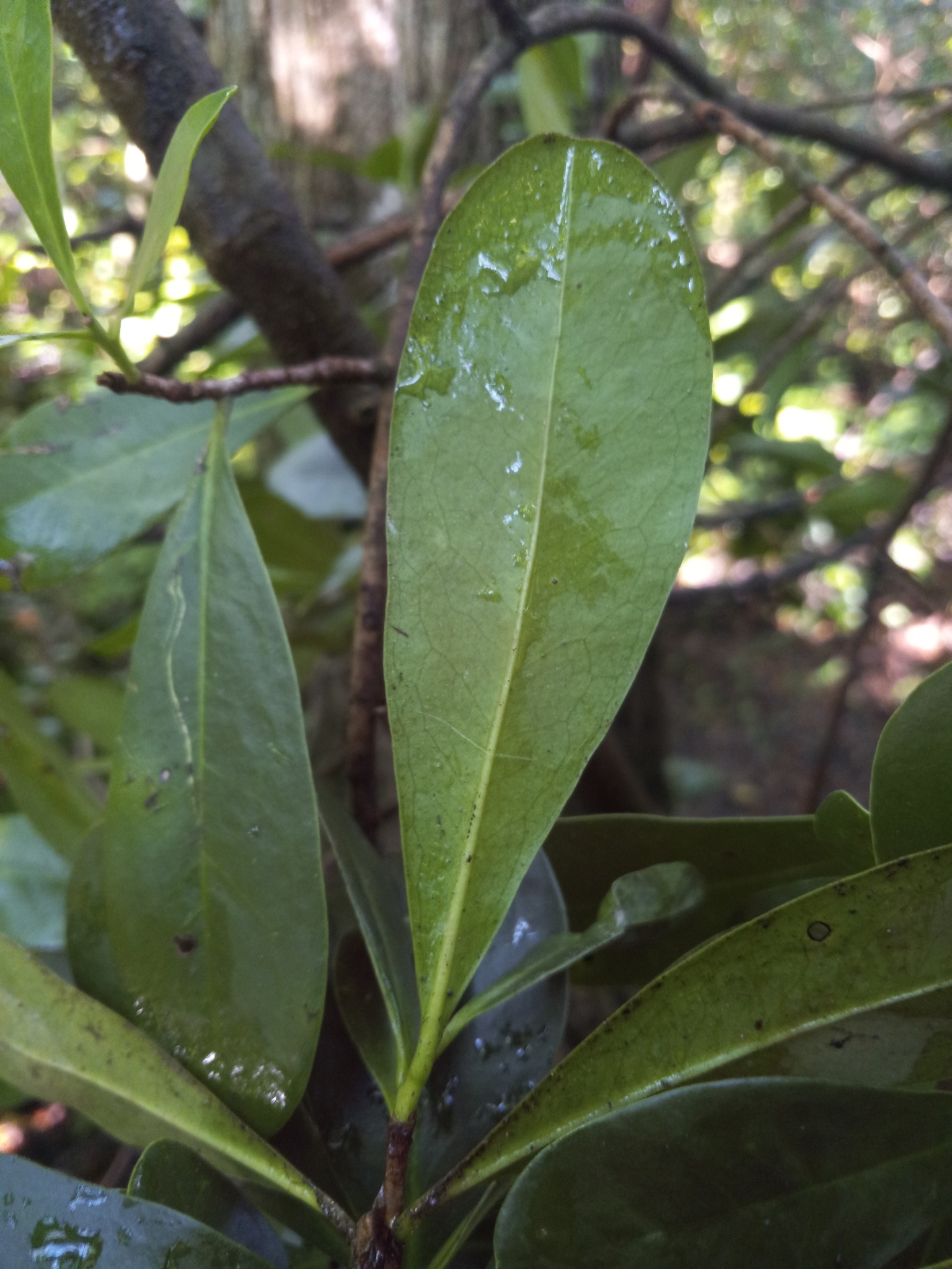 Imagem de Canela-branca
