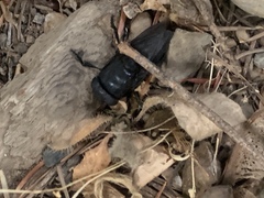 Cuterebra approximata