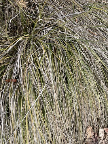 iNaturalist observation photo of deergrass