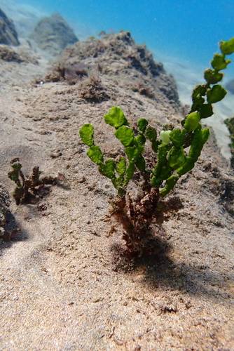 Halimeda kanaloana observed 2024-12-20