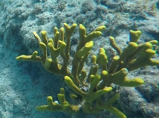 Aplysina